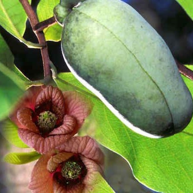 Asimina triloba (Ásimina trojlaločná) ´PAW PAW´- kont. C15L, výška: 100-130 cm